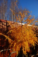 Larix kaempferi Horstmann s Recurved 3